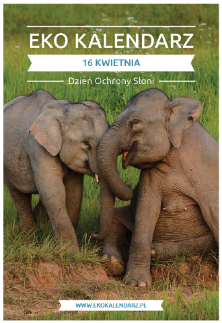 Dzień Ochrony Słonia