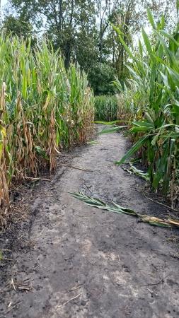 Kukurydziak - Labirynt